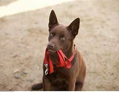 Image result for Koko Red Dog