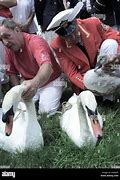 Image result for Roast Swan