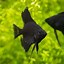 Image result for Black Angelfish Saltwater