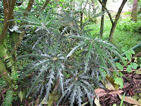 Image result for Plerandra Elegantissima Tree