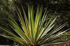 Image result for Dracaena Solid Green Leaves