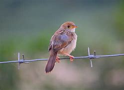 Image result for Barb Wire Line