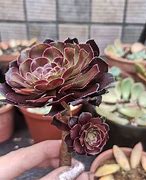 Image result for Black Rose Succulent