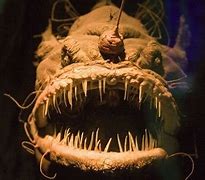 Image result for Humpback AnglerFish