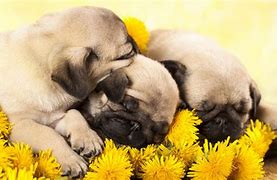 Image result for Baby Pugs Sleeping