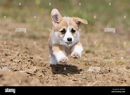 Image result for Corgi Puppies Running