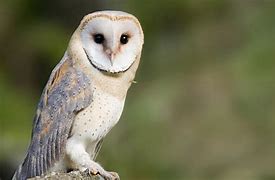 Image result for Owl Zoo