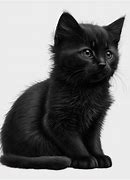 Image result for Black Cat Small On Couch