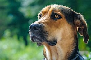 Image result for Golden Shepherd Images