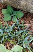 Image result for Mini Aloe Vera Plant