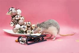 Image result for Real Mouse Standing