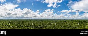 Image result for Quintana Roo Jungle