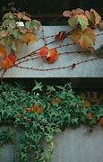 Image result for Ivy Plant Wall