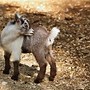 Image result for Brown N White Male Goat