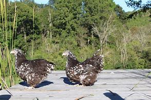 Image result for Chocolate Mottled Silkie Chicks