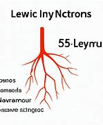 Image result for L5 Nerve Function