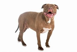 Image result for Aryaveer Pittie