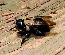 Image result for What Do Carpenter Bees Look Like