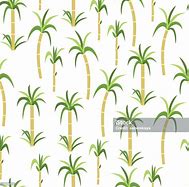 Image result for Pokok Tebu Drawing