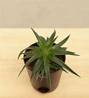 Image result for Mini Aloe Vera Plant