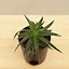 Image result for Mini Aloe Vera Plant