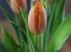 Image result for Orange Tulip Flower