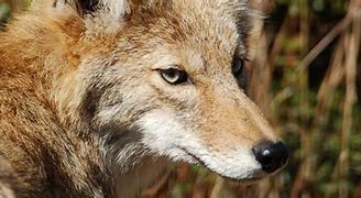 Image result for Maryland Coyote