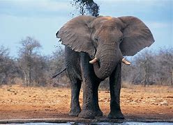 Image result for African Elephants in Wata