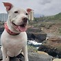 Image result for Albino Pitbull