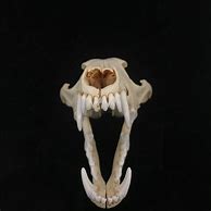 Image result for Coyota Skull