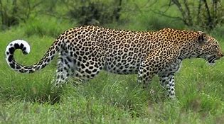 Image result for Panthera Pardus Hyaenidae