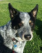 Image result for What Dog Is Bluey