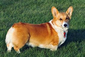 Image result for Corgi with Buzz Cut