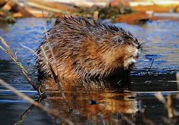 Image result for Blind Muskrat