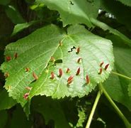 Image result for Eriophyid Tiliae Mite