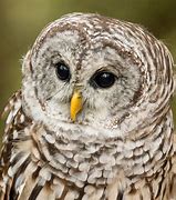 Image result for Barred Owl Gifts