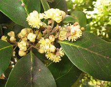 Image result for Laurus Species