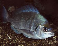 Image result for Black Sea Bream