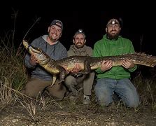 Image result for Biggest Caiman