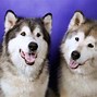 Image result for Husky Dog Background