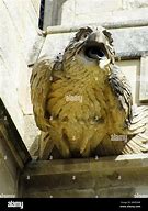 Image result for Gargoyle Bird