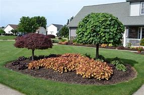 Image result for Ornamental Trees for Landscaping