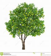 Image result for Lime Tree Clip Art