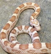 Image result for Gold Dust Corn Snake