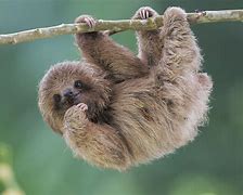 Image result for Baby Sloth Screaming