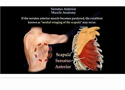 Image result for Serratus Anterior Muscle Side View