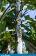 Image result for Lemon Tree with Thorns