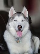 Image result for 12 Week Old Husky Puppy