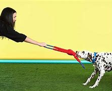 Image result for Toys for Blind Dogs