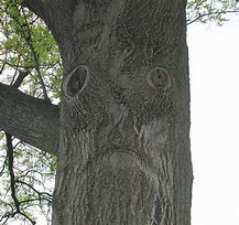 Image result for Sad Tree Person